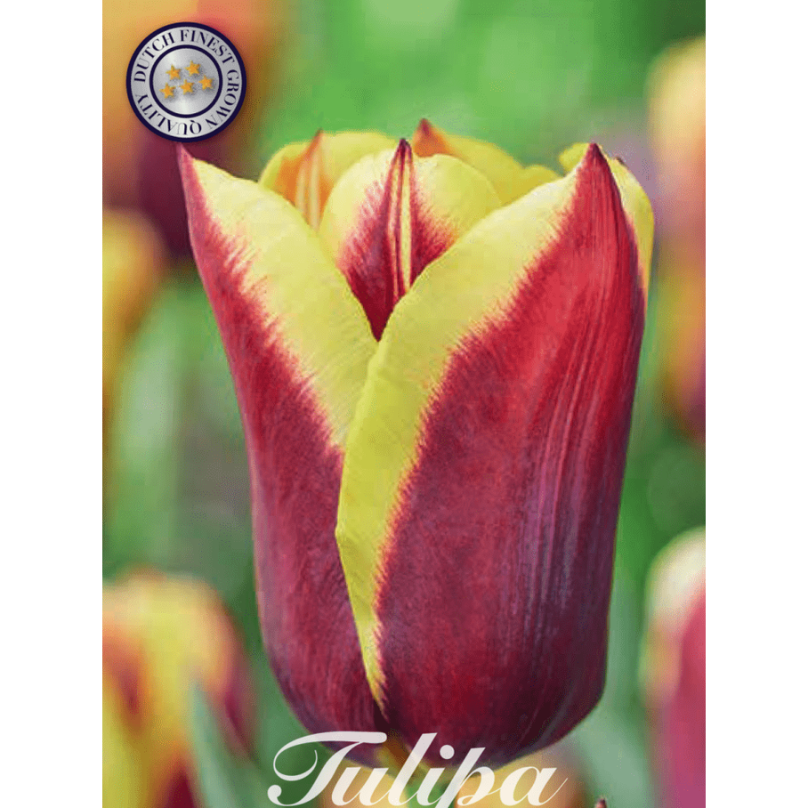 Tulpan Gavota 10-pack